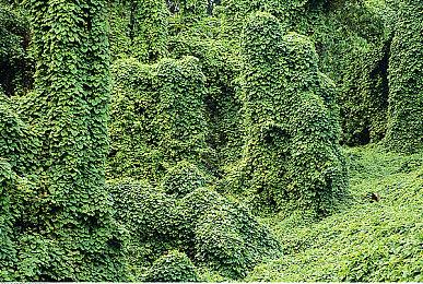 《主播女孩重度依赖》销量达120万 过半销量来自中国